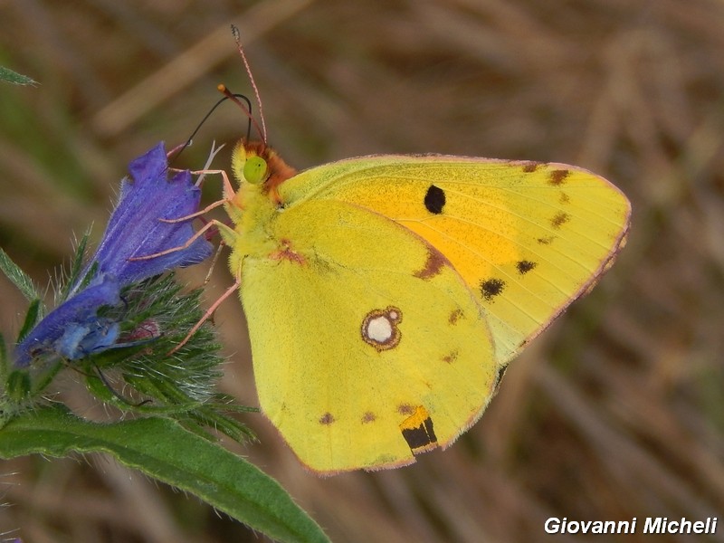 Parco del ticino : incontri del 23/8/14